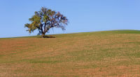 letteratura e natura