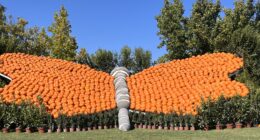 Farfalla al Giardino delle Zucche