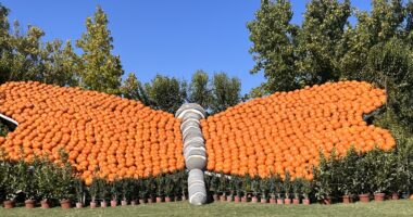 Farfalla al Giardino delle Zucche