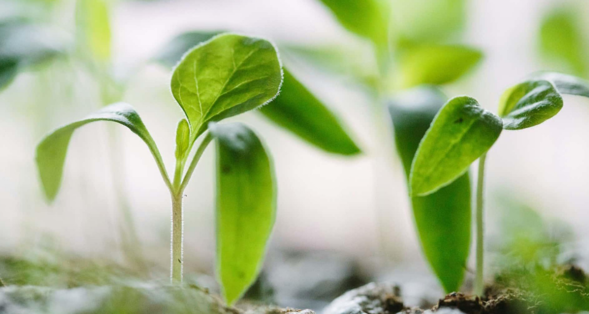 Un regalo che continua a vivere: quando il design incontra semi, fiori e piante